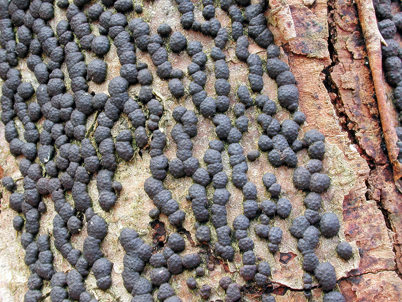 Hypoxylon fragiforme