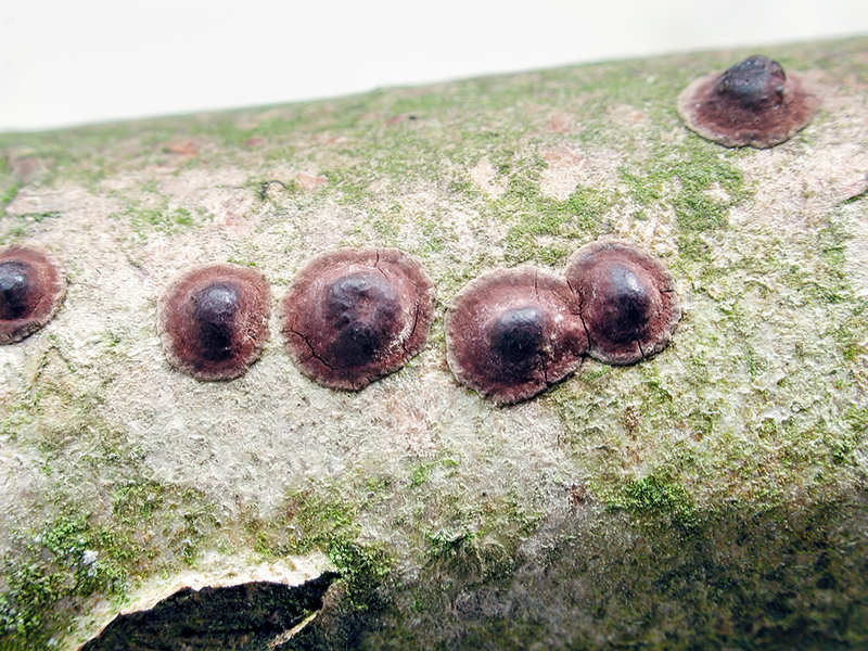 Hypoxylon fuscum (junge Fruchtkörper)