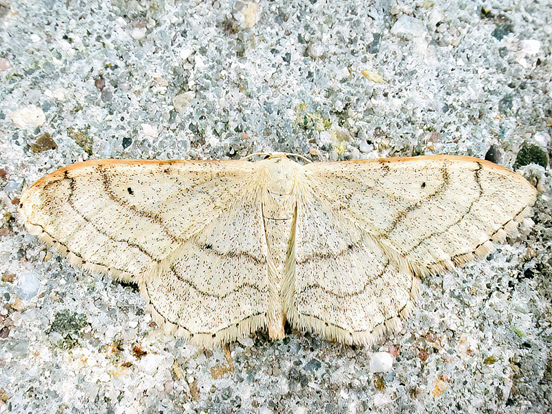 Idaea aversata (Weibchen)