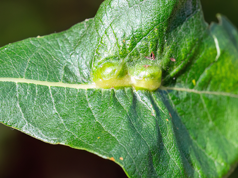 Iteomyia major