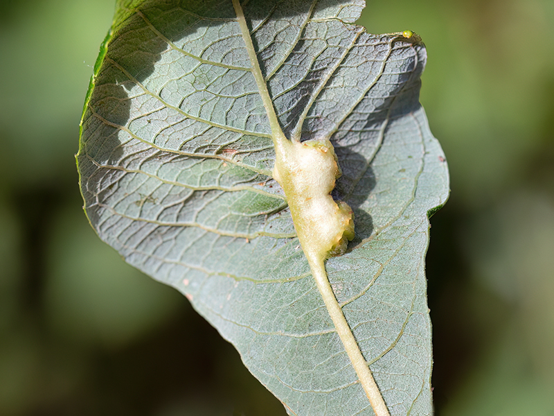 Iteomyia major