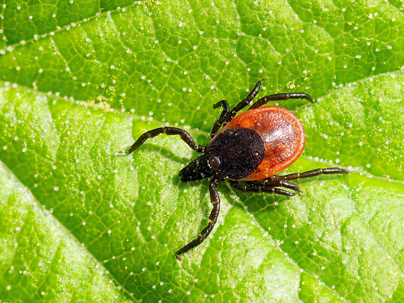 Ixodes ricinus