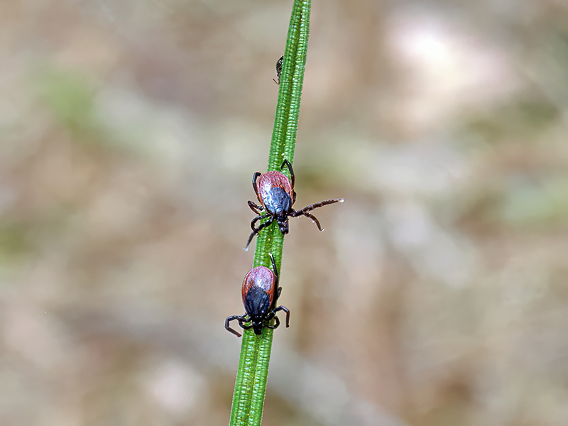 Ixodes ricinus