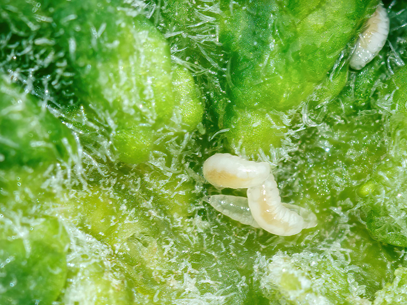 Jaapiella bryoniae (Larven)