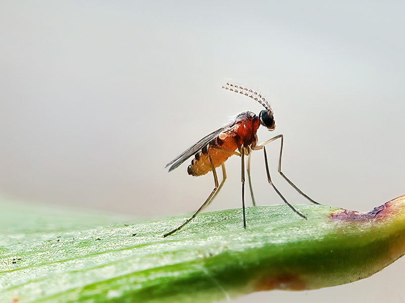 Jaapiella hypochoeridis (Männchen)