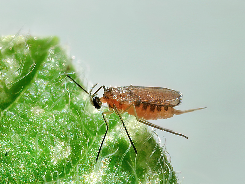 Jaapiella hypochoeridis (Weibchen)
