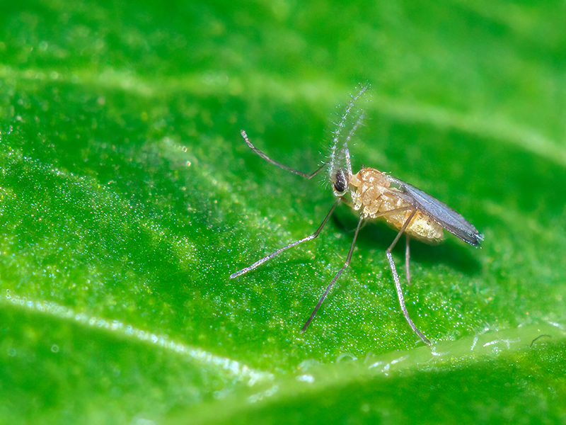 Jaapiella parvula (Männchen)