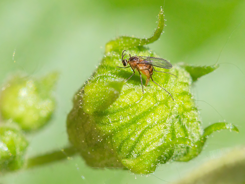 Jaapiella parvula (Weibchen)