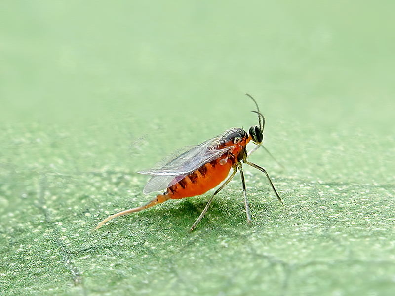 Jaapiella schmidti (Weibchen)