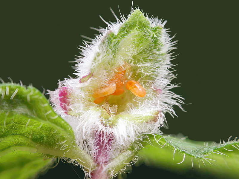 Jaapiella veronicae (Larven)