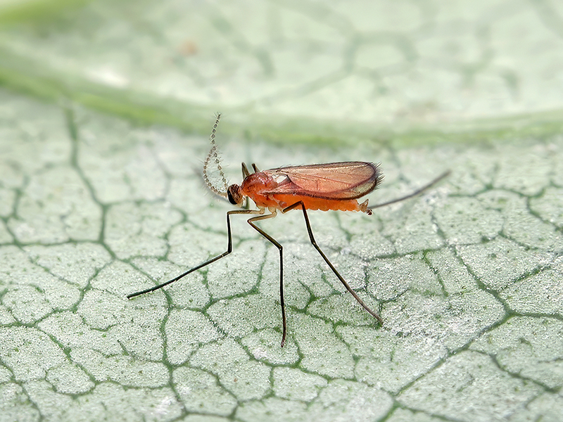 Jaapiella veronicae (Männchen)
