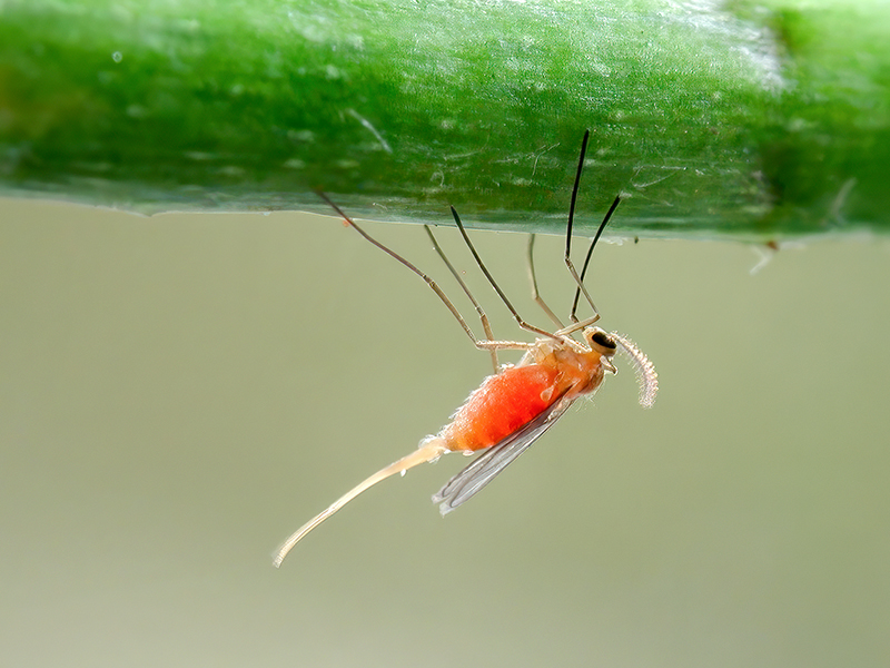 Jaapiella veronicae (Weibchen)