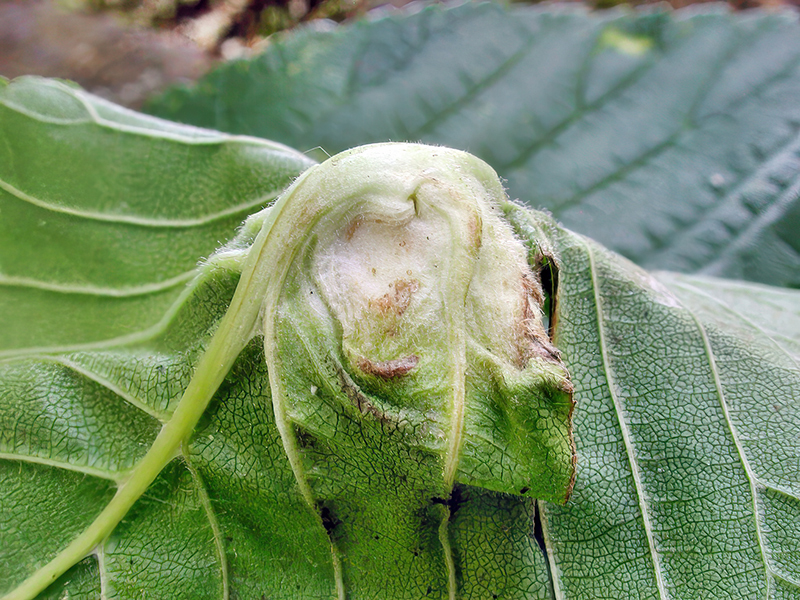 Kaltenbachiella pallida