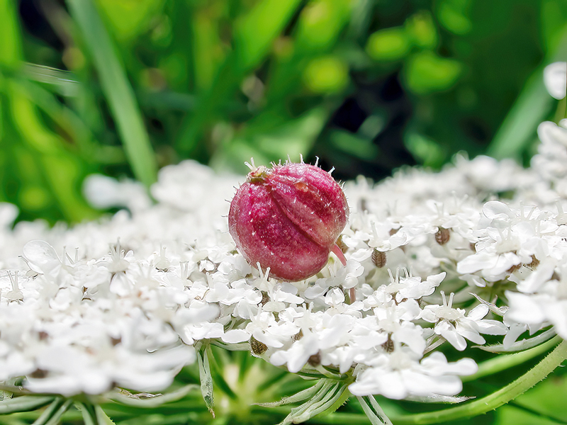 Kiefferia pericarpiicola