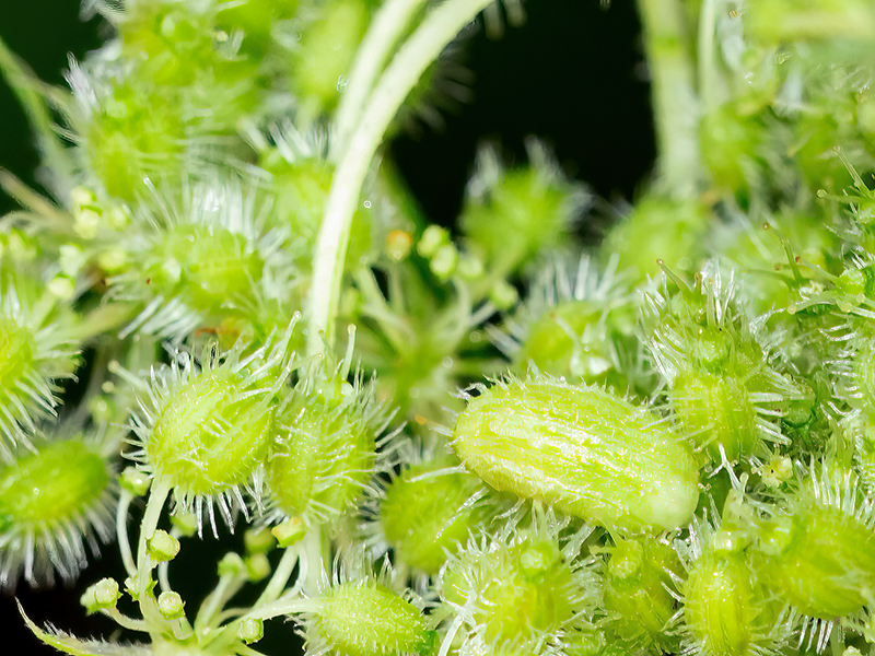 Kiefferia pericarpiicola