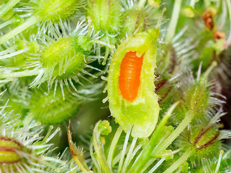 Kiefferia pericarpiicola (Larve)