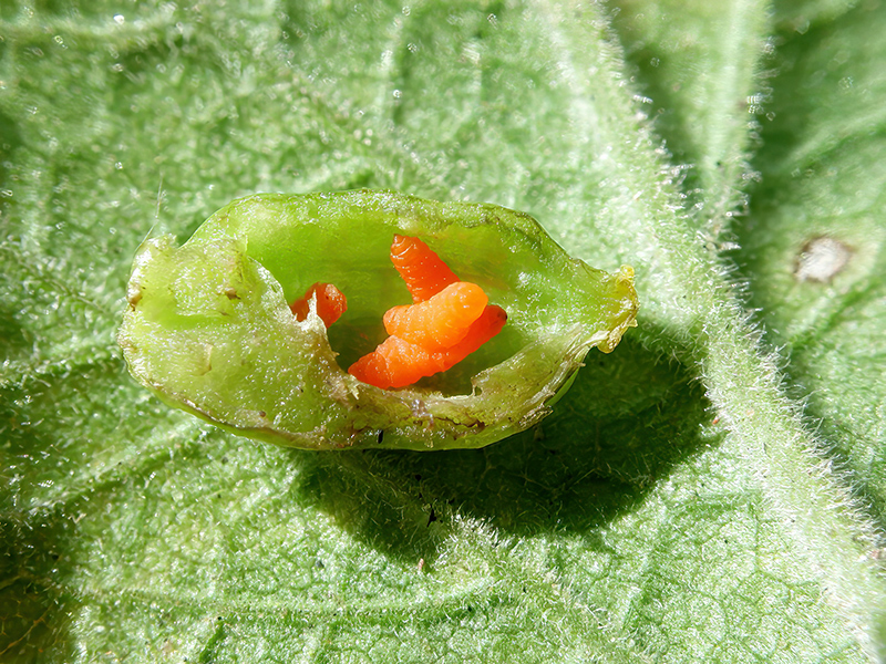 Kiefferia pericarpiicola (Larven)