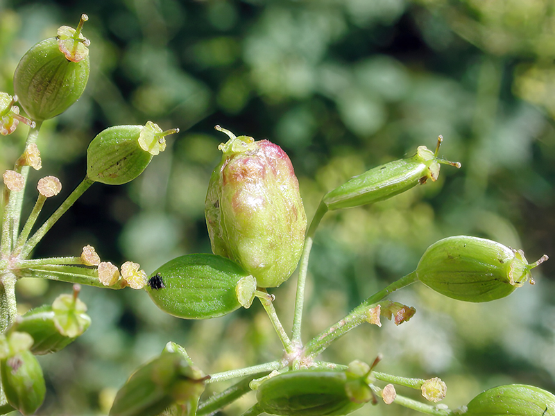 Kiefferia pericarpiicola an Pastinake