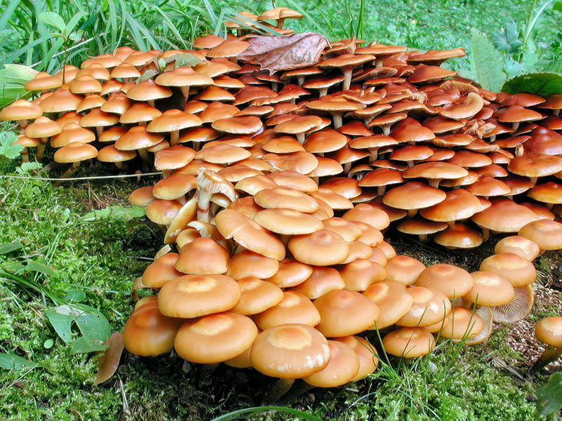 Kuehneromyces mutabilis