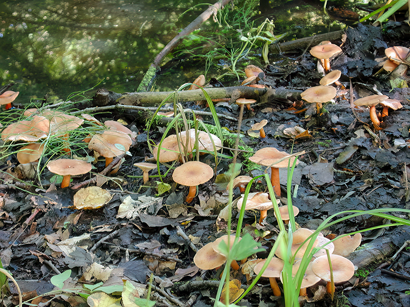 Lactarius lacunarum