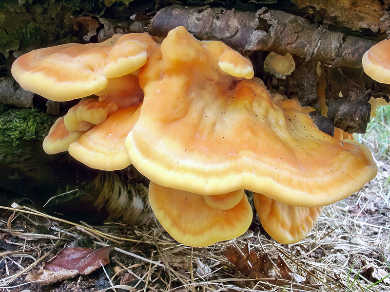 Laetiporus sulphureus