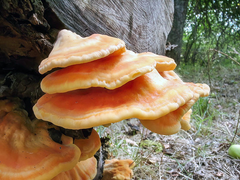 Laetiporus sulphureus
