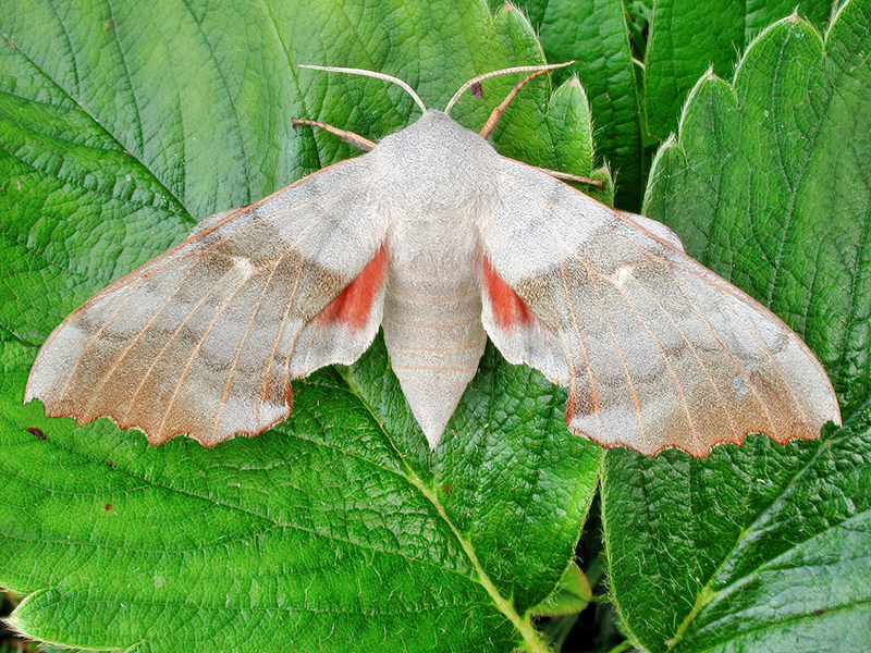 Laothoe populi