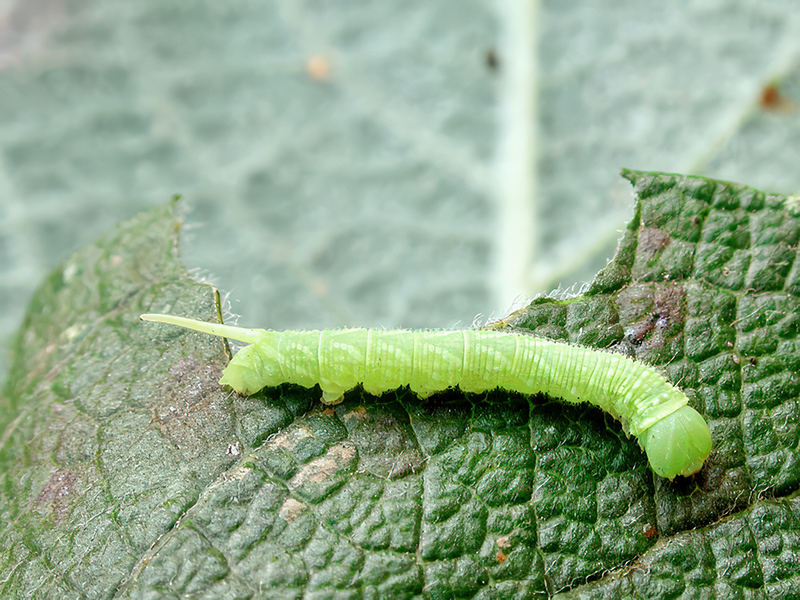 Laothoe populi (junge Raupe)