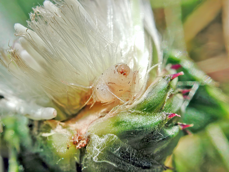 Larinus spp. (Larve)