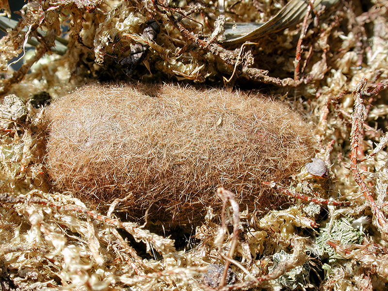 Lasiocampa quercus (Kokon)