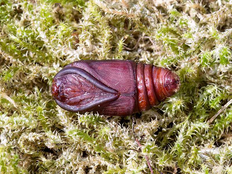 Lasiocampa quercus (Puppe)