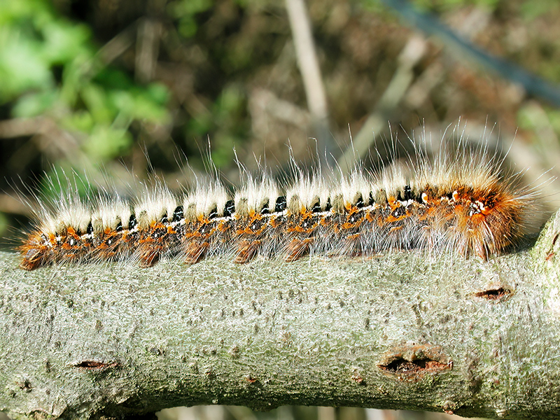 Lasiocampa quercus (Raupe)