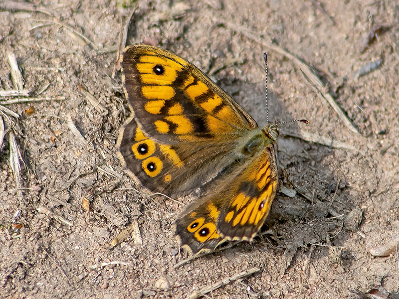 Lasiommata megera (Männchen)