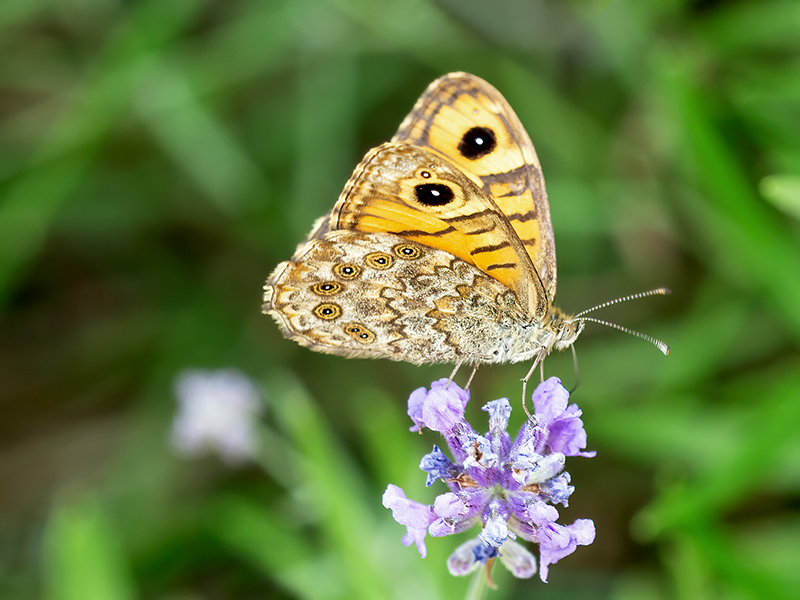 Lasiommata megera (Weibchen)