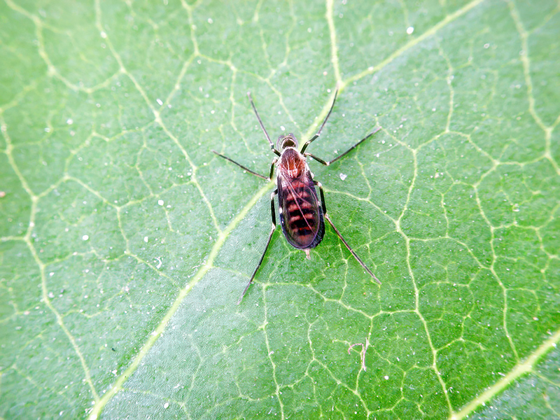 Lasioptera rubi (Weibchen)