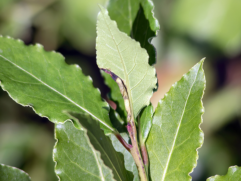 Lauritrioza alacris