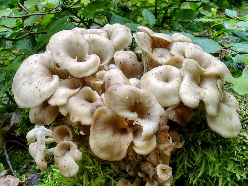 Lentinellus cochleatus var. inolens