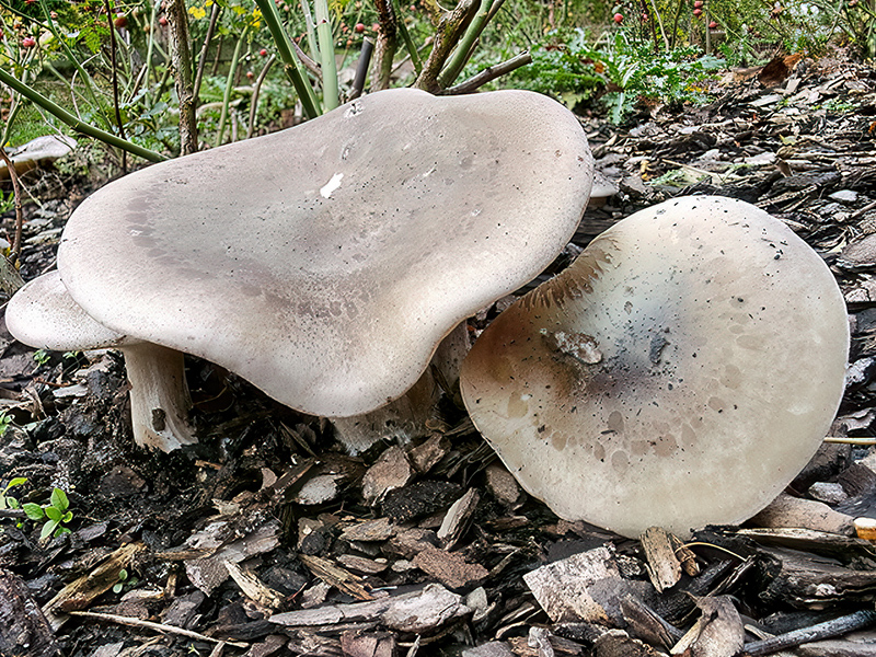 Lepista panaeola