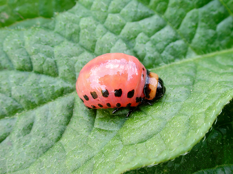 Leptinotarsa decemlineata (Larve)
