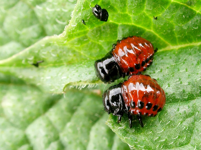 Leptinotarsa decemlineata (junge Larven)
