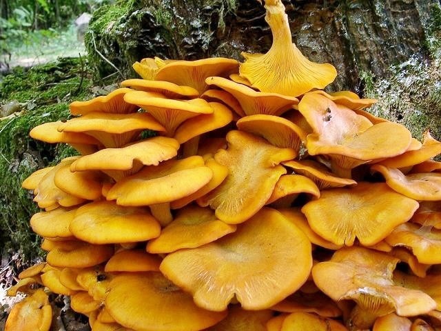 Leuchtender Ölbaumpilz