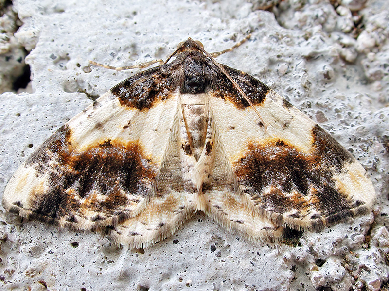 Ligdia adustata