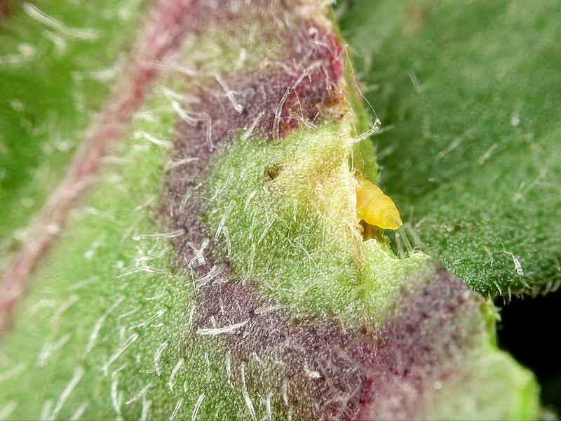 Loewiola centaureae (Larve)