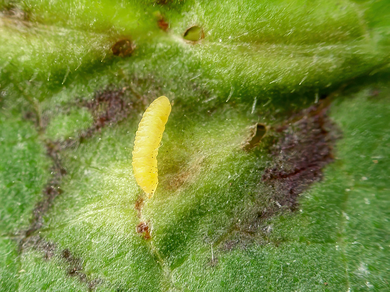 Loewiola centaureae (Larve)