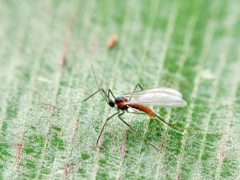 Loewiola centaureae (Männchen)