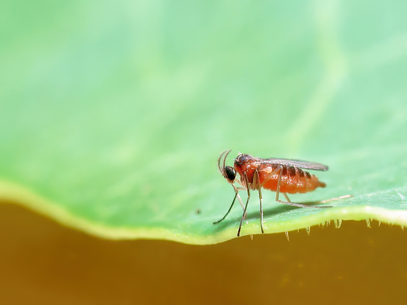Loewiola centaureae (Weibchen)
