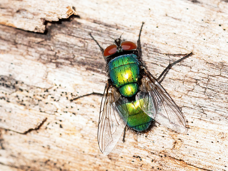 Lucilia sericata (Männchen)