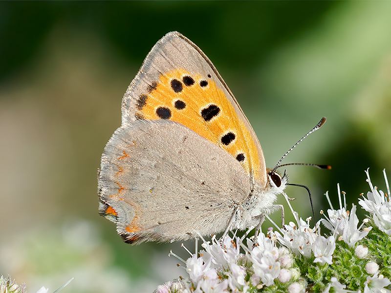 Lycaena phlaeas