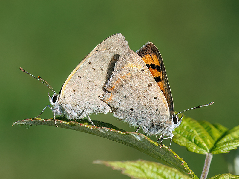Lycaena phlaeas (Kopula)