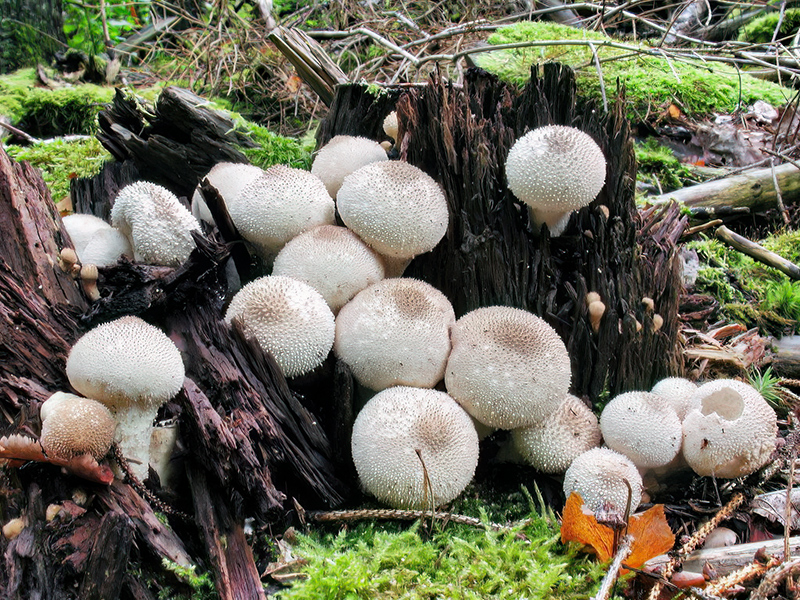 Lycoperdon perlatum